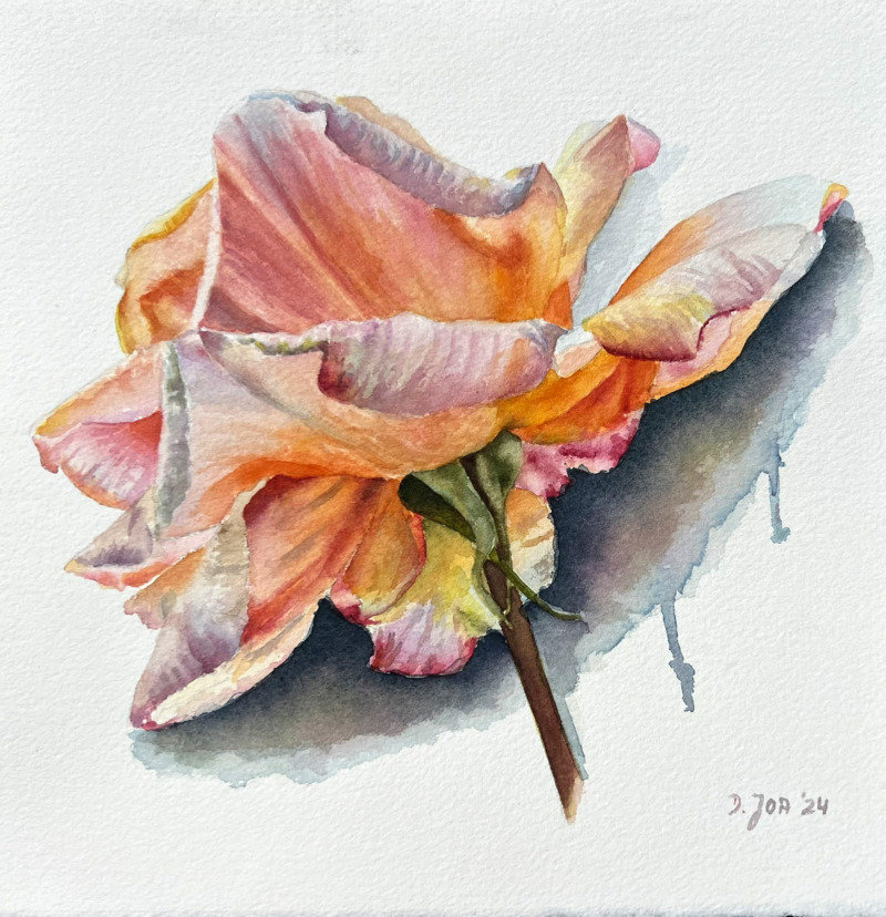 Orange Rose
