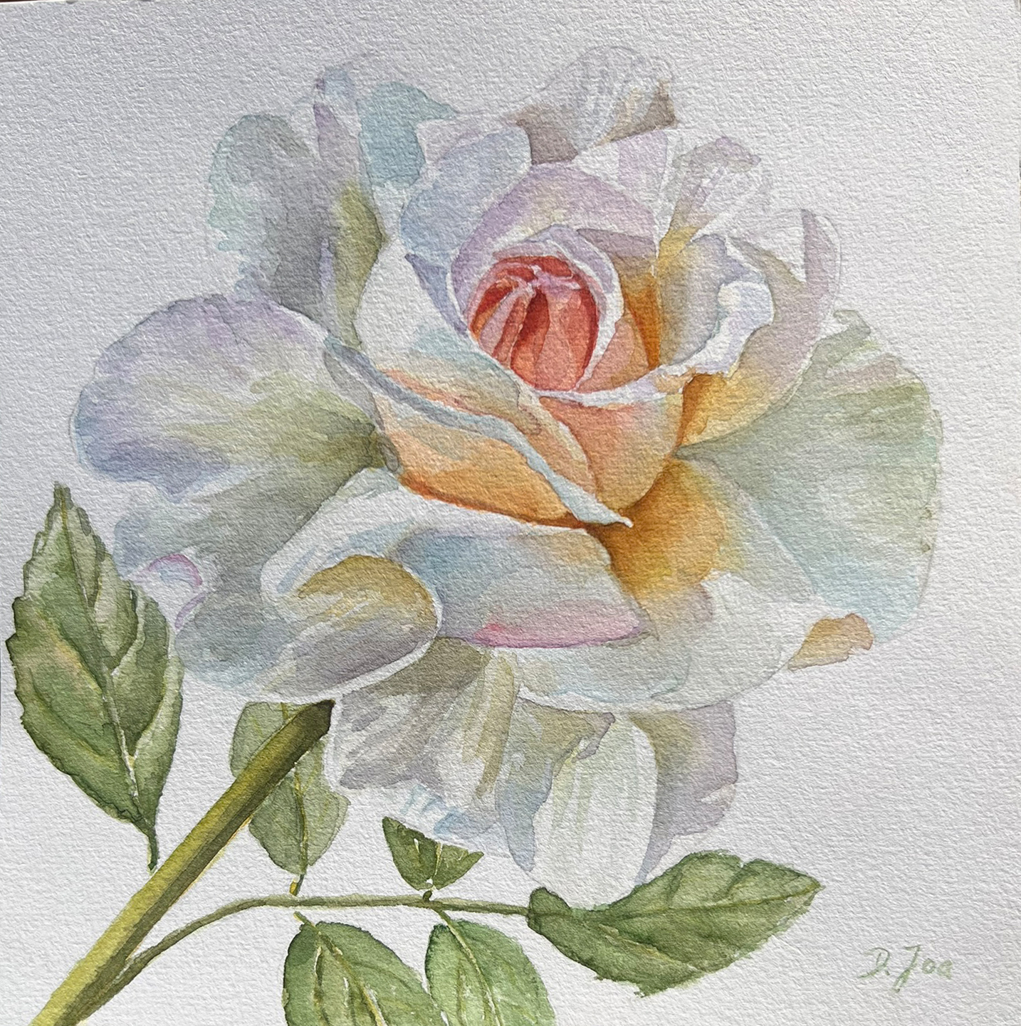 Rose No 31