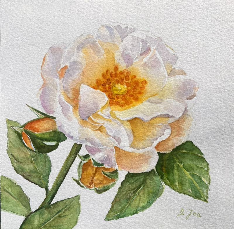 Rose No 32