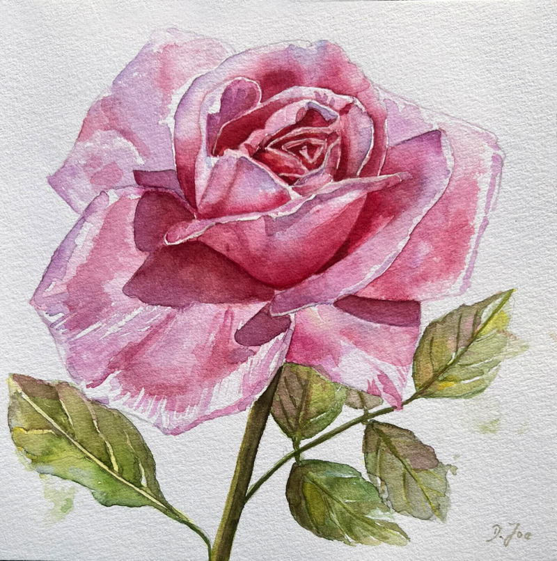 Rose No 33
