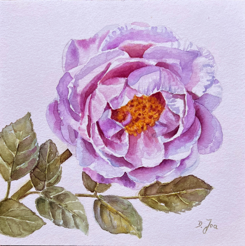 Rose No 34