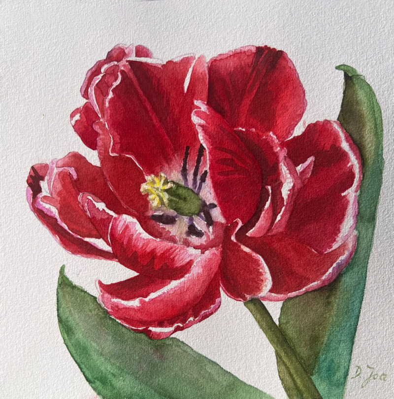 Tulip 2