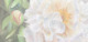 How to paint white flowers in watercolor - watercolor tutorial by Doris Joa