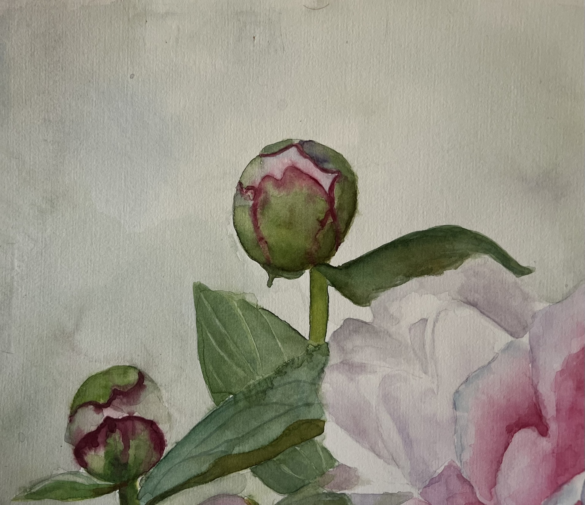 Promise of Summer – Large Pink Peony Original Watercolor - Image 3