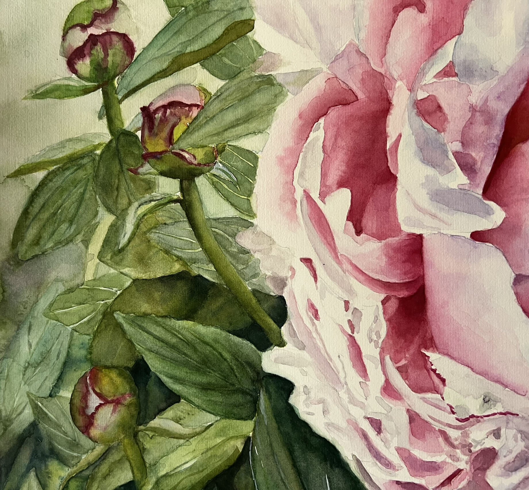 Promise of Summer – Large Pink Peony Original Watercolor - Image 4