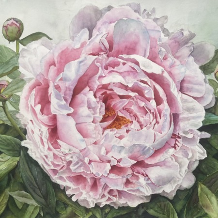 Pink Peony in watercolor