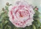 Pink Peony in watercolor