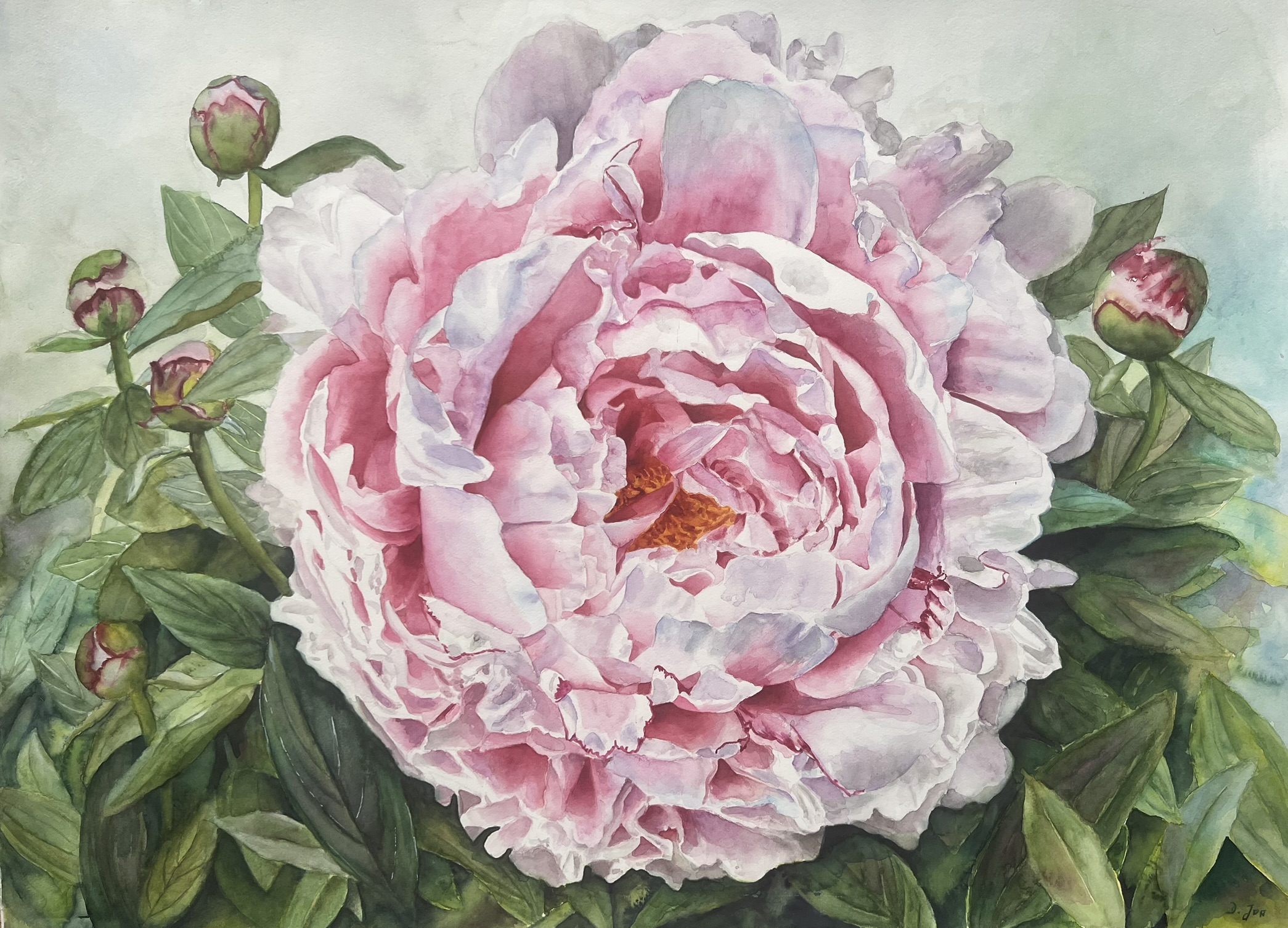 Pink Peony in watercolor