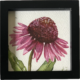 Pink Coneflower - pinker Sonnenhut in Aquarell - small watercolor painting