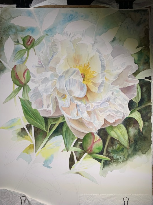 painting the background of a white peony painting in watercolor