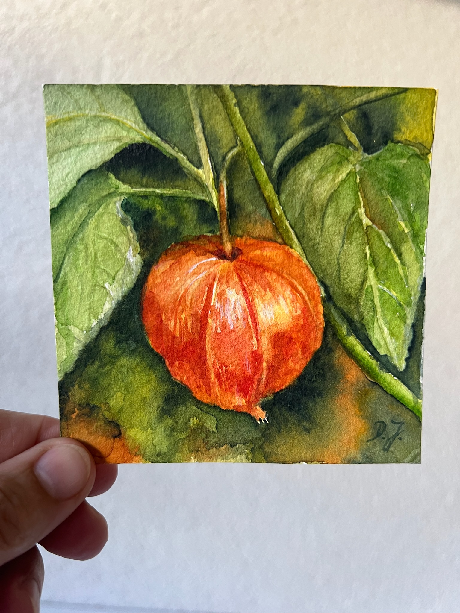 Little Floral Poem - Chinese Lantern - Image 9
