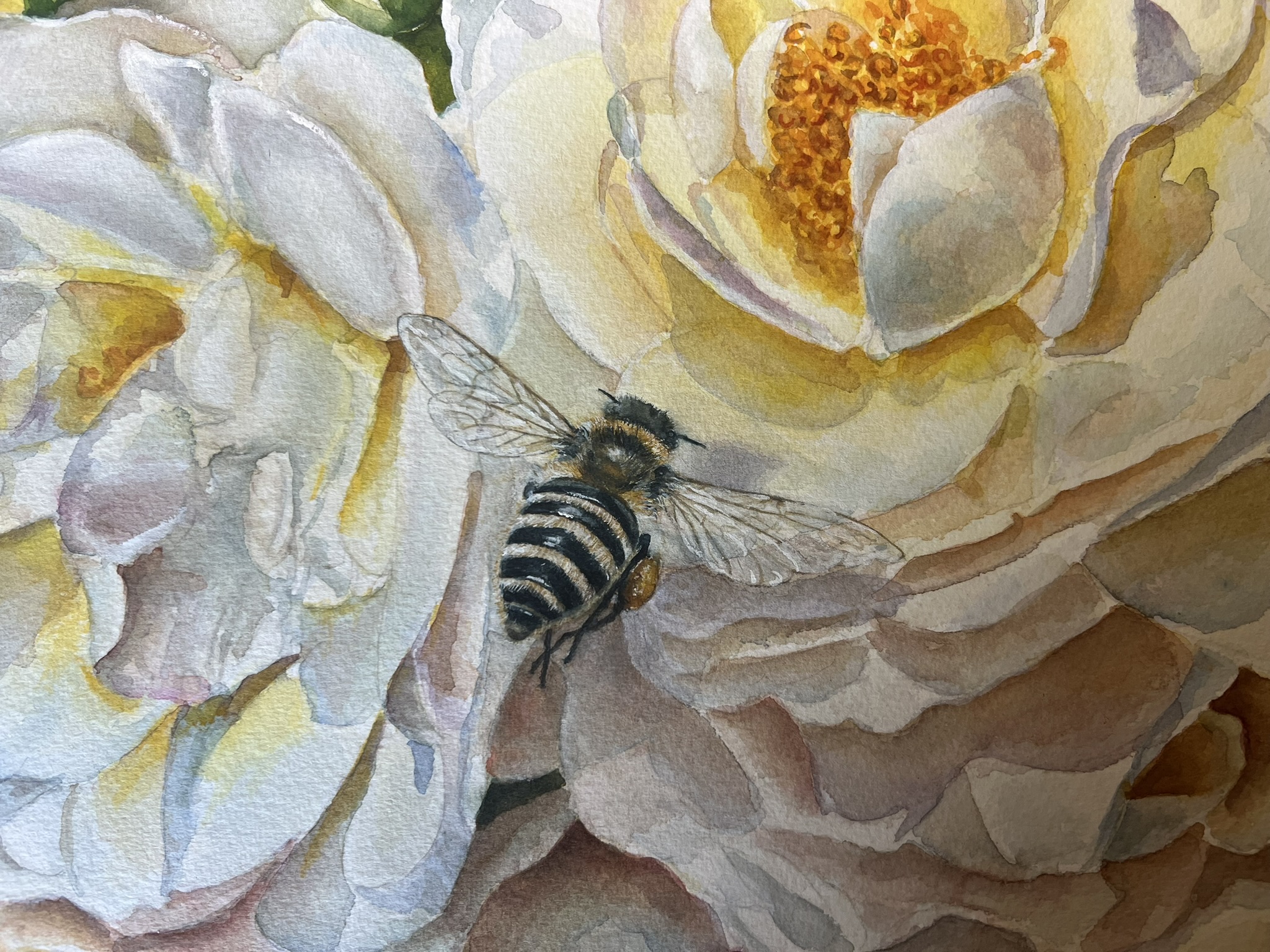 Close-up of a painted bee with delicate wings among white roses in watercolor