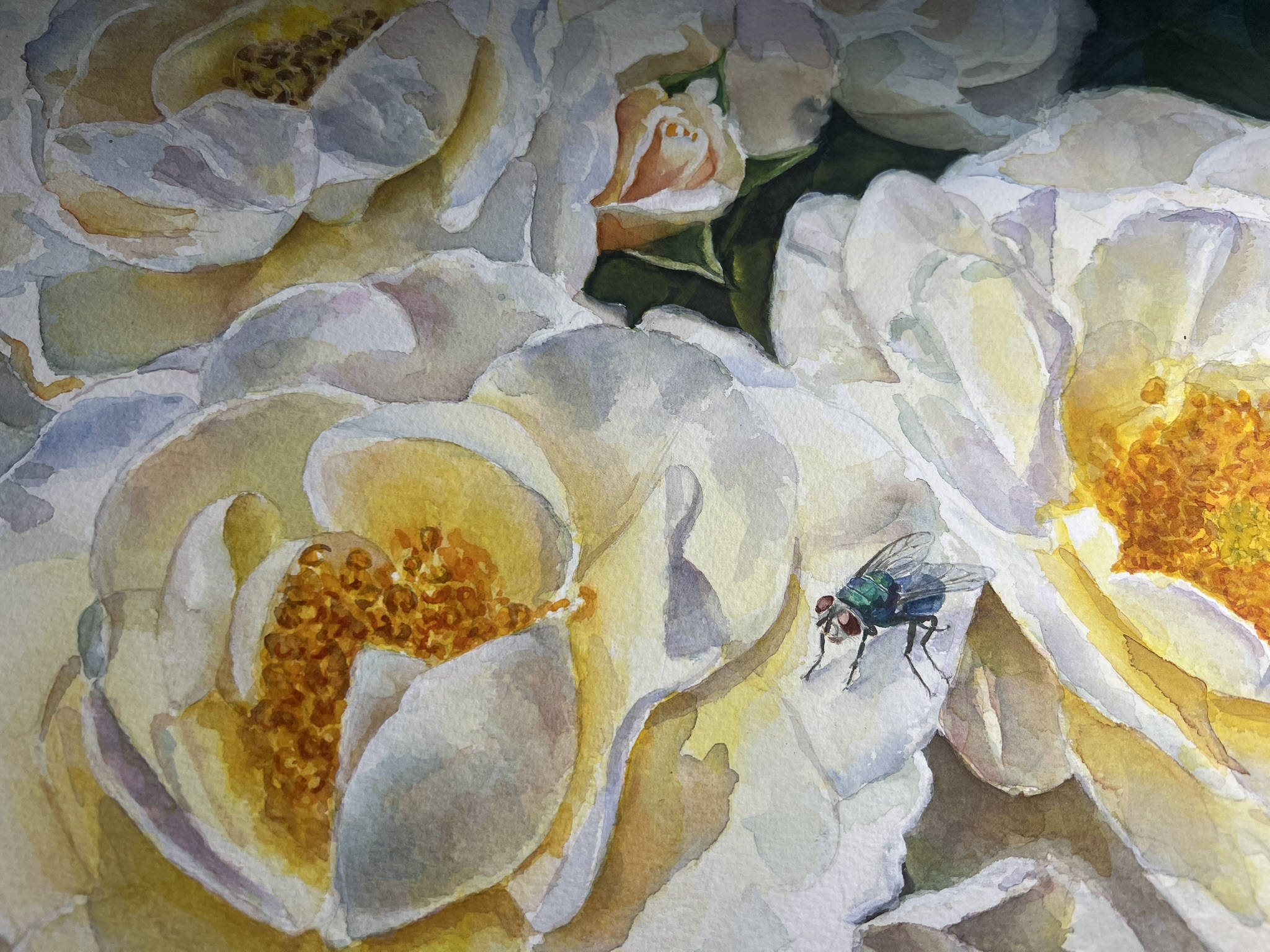 Close-up of a green fly resting on a white rose petal, painted in watercolor by Doris Joa