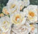 The Heart of a Summer Garden, original white rose watercolor with a bee and a green fly by Doris Joa