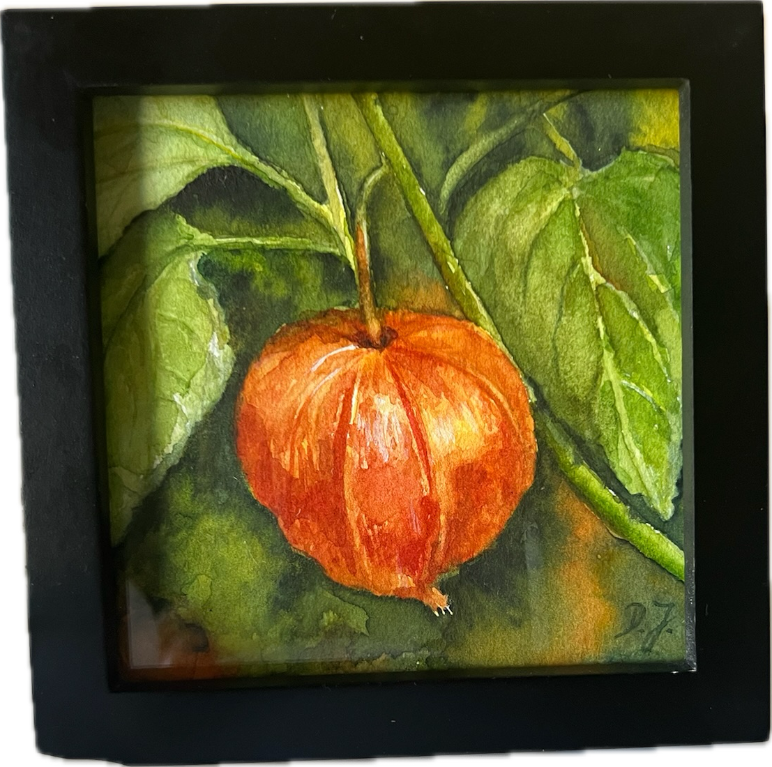 Lampionblume - chinese Lantern - Little floral poem - watercolor painting