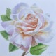 white apricot rose in watercolor