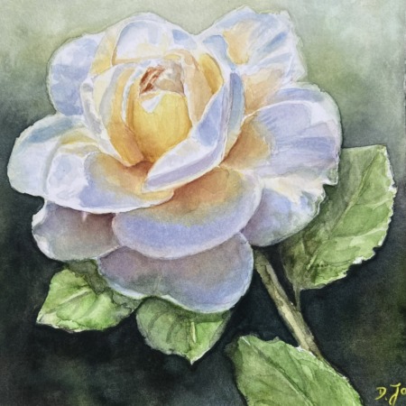 white rose on dark background