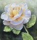 white rose on dark background