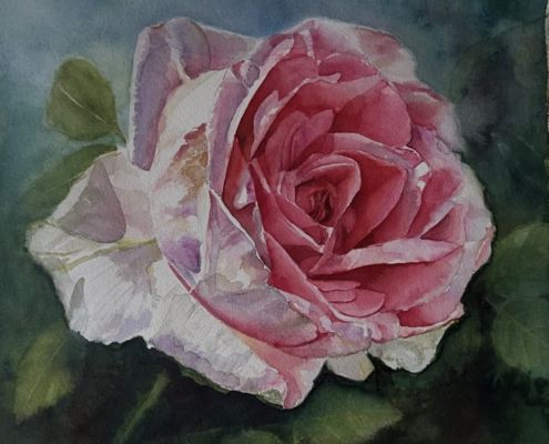 Pink rose watercolor by Doris Joa after the background was reworked with glazes and soft edges