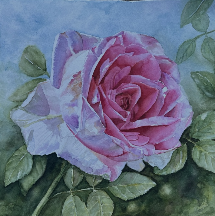 Pink rose watercolor before the background was reworked